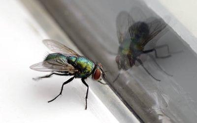 Comment empêcher les mouches de rentrer dans la maison ?