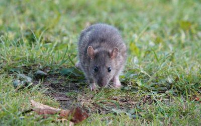 Rat des jardins : que faire si vous en repérez un ?