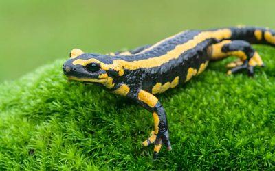 Une salamandre dans la maison est-elle dangereuse ?