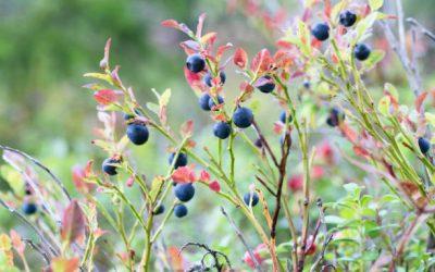 Pourquoi les feuilles de mon myrtillier deviennent-elles rouges ?
