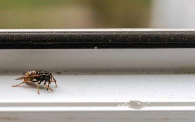 Que signifie la présence d’abeilles dans la maison ?