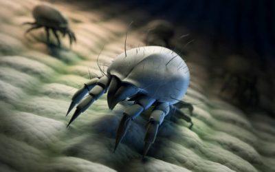 Comment se débarrasser des petits insectes blancs dans la maison ?